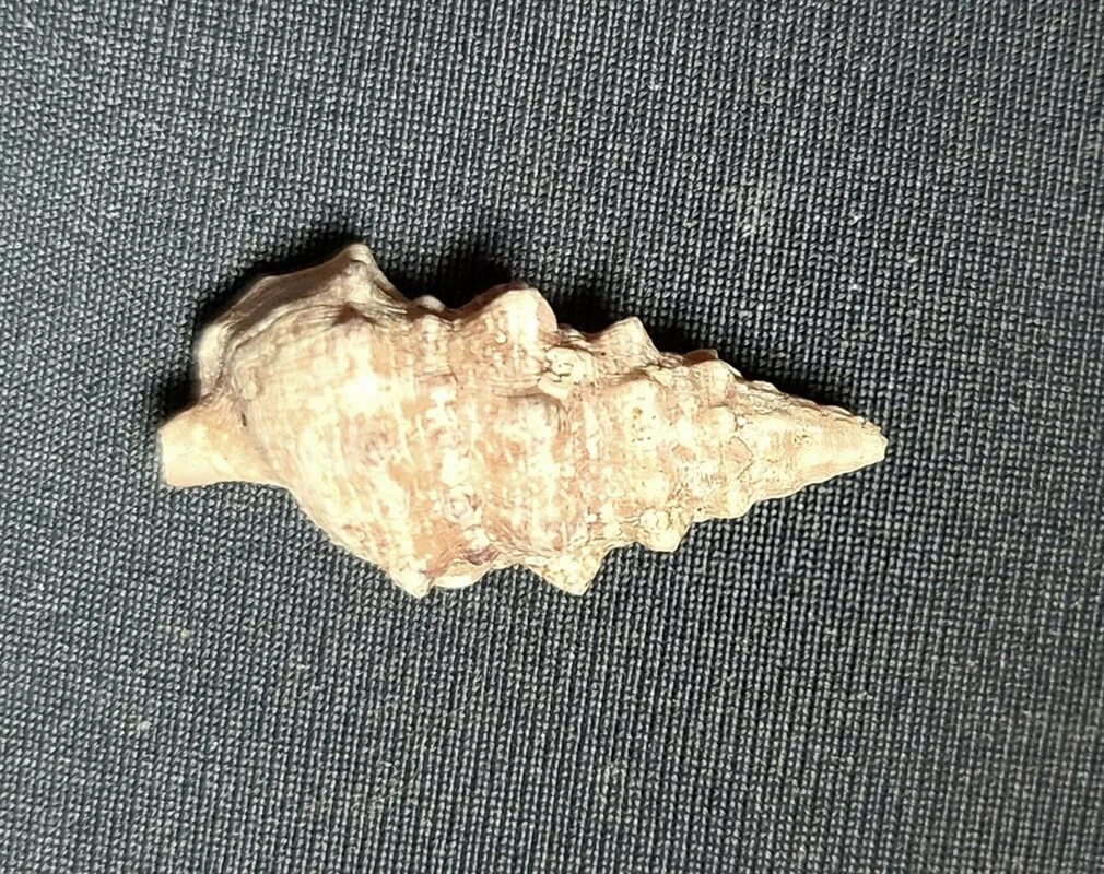 , Cerithium uncinatum