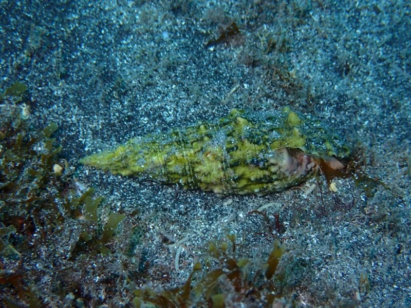 , Common Cerithe, Common Needle Whelk, Cornet - Cerithium vulgatum, Cerithium vulgatum