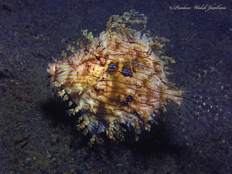 Prickly leatherjacket, Tasselled Leatherjacket, Weedy Filefish, Weedy File-Fish, Leafy Leatherjacket, Prickly Leatherjacket, Prickly Leather-Jacket, Leafy Filefish, Chaetodermis penicilligerus