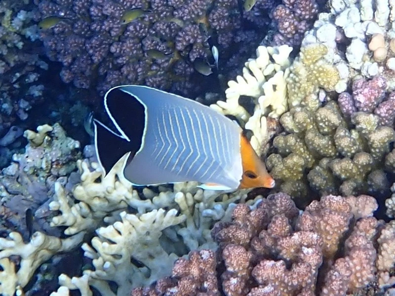Hooded butterflyfish, Blue Chevron Butterflyfish, Hooded Butterflyfish, Hooded Butterflyfish, Masked Butterflyfish, Masked Butter Flyfish, Orange-face Buttterflyfish, Red Sea Butterflyfish - Chaetodon larvatus, Chaetodon larvatus
