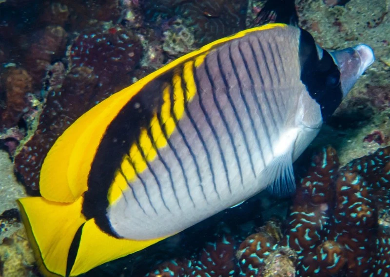 Lined butterflyfish, Lined Butterflyfish, Chaetodon lineolatus