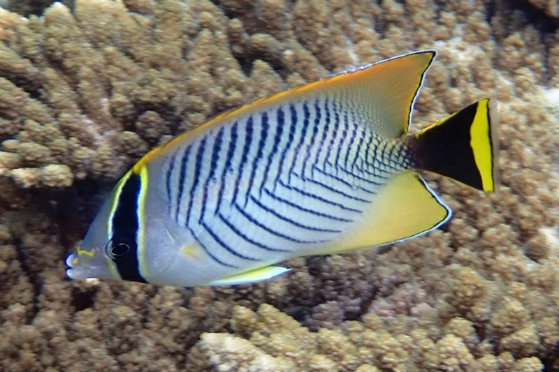 Chevron butterflyfish, Acropora Butterfly, Chevroned Butterflyfish, Rightangle Butterflyfish, Right-angled Butterfly-fish, Triangulate Butterflyfish, V-lined Butterflyfish, Chevron Butterflyfish, Chaetodon trifascialis
