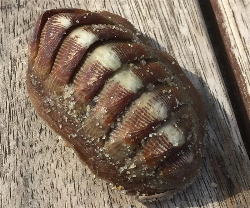, Chiton, Chaetopleura angulata