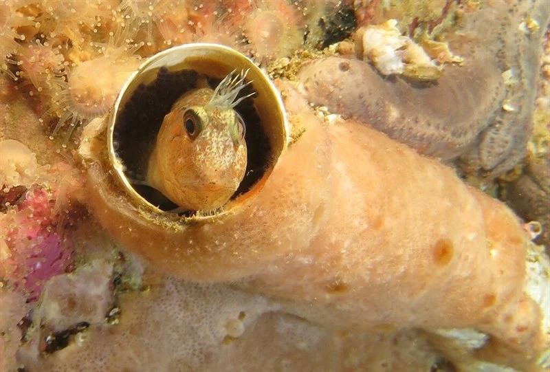 Two-eyed blenny, Two-eyed Blenny - Chalaroderma ocellata, Chalaroderma ocellata