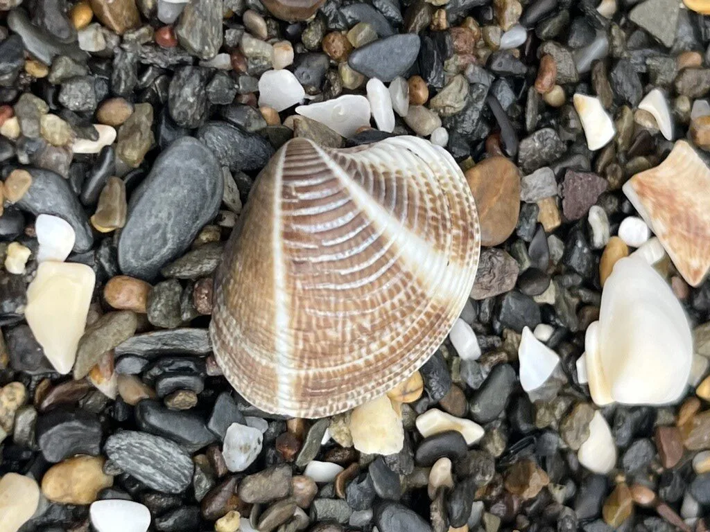 , Striped Venus Clam, Chamelea gallina