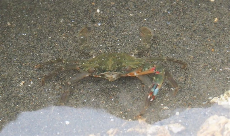 , Charybdis (Charybdis) orientalis, Charybdis (Charybdis) orientalis