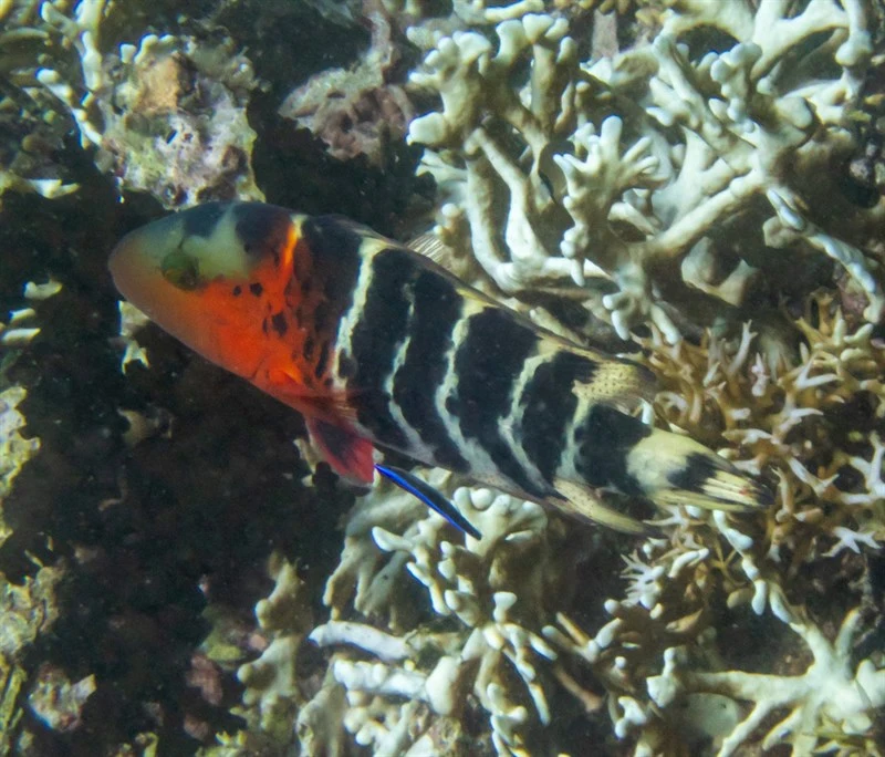 Redbreasted wrasse, Banded Maori Wrasse, Floral Wrasse, Red-banded Wrasse, Redbreasted Maori Wrasse, Red-breasted Wrasse, Redbreasted Wrasse, Redbreast Wrasse, Scarlet-breasted Maori Wrasse, Scarlet-breasted Wrasse, Cheilinus fasciatus