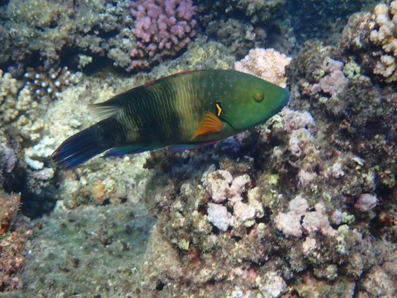 Broomtail wrasse, Broomtail Wrasse - Cheilinus lunulatus, Cheilinus lunulatus