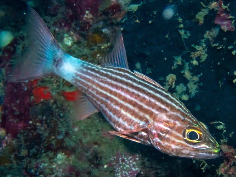 Large toothed cardinalfish, Large Toothed Vardinalfish, Tiger Cardinalfish, Cheilodipterus macrodon