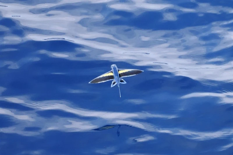 Abe's flyingfish, , Cheilopogon abei