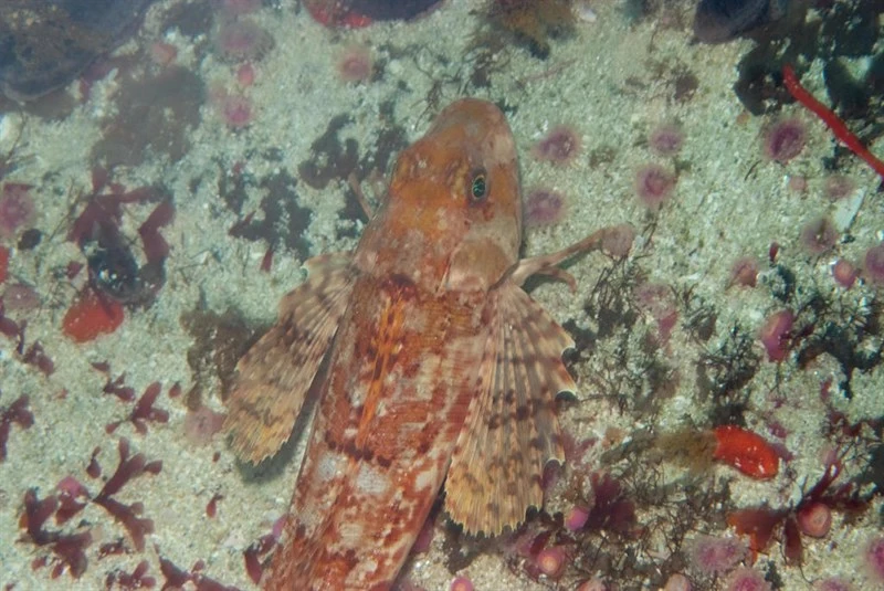 Cape gurnard, , Chelidonichthys capensis