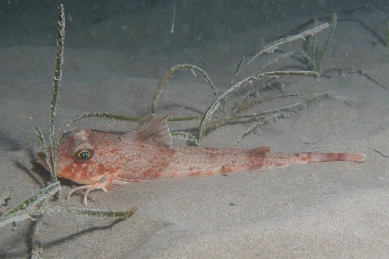 Longfin gurnard, Longfin Gurnard - Chelidonichthys obscurus, Chelidonichthys obscurus