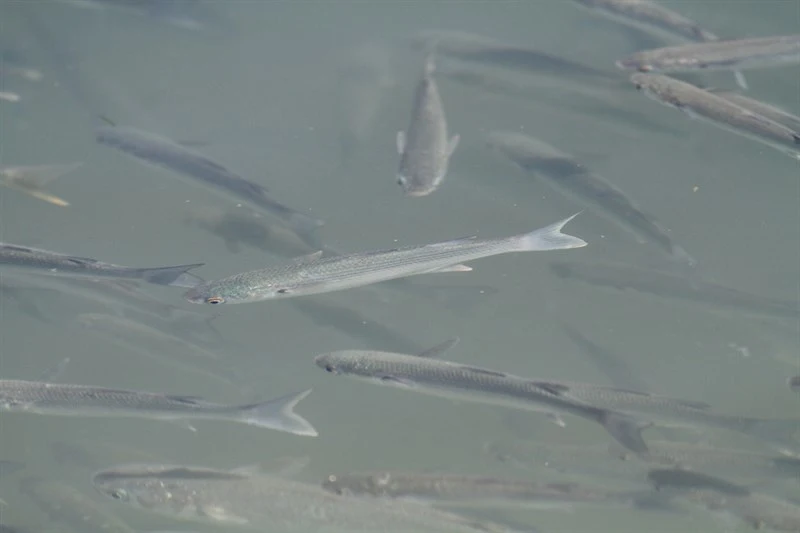 Thinlip grey mullet, , Chelon ramada