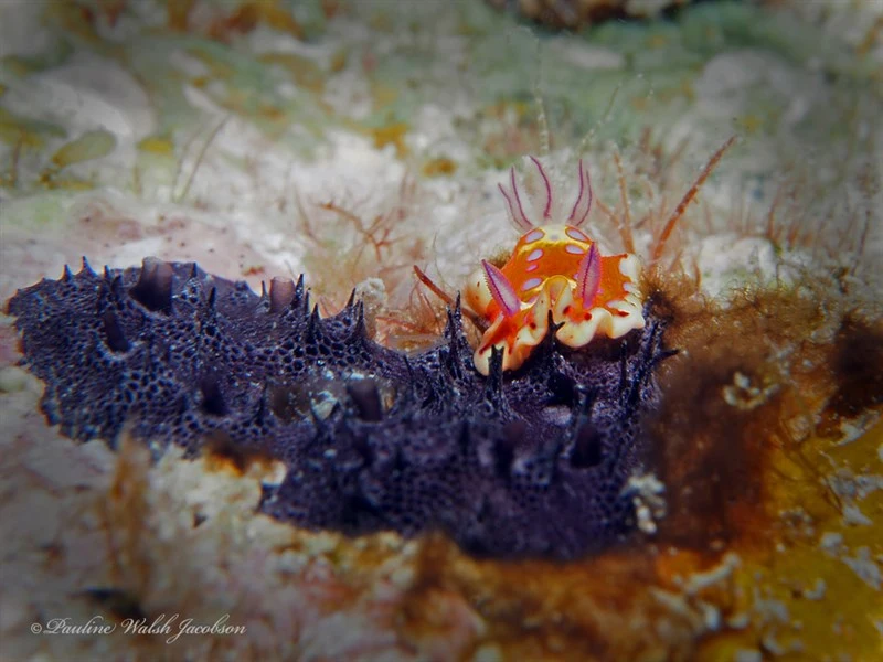 , Chelonaplysilla americana
