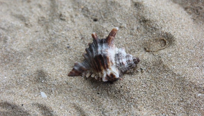, Murex Shell - Chicoreus brevifrons, Chicoreus brevifrons