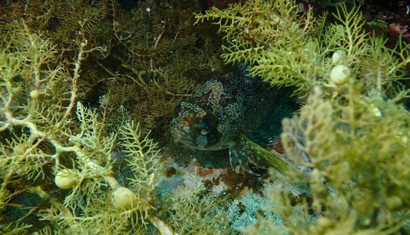 Silver spot, Silver Spot, Silverspot - Chironemus maculosus, Chironemus maculosus