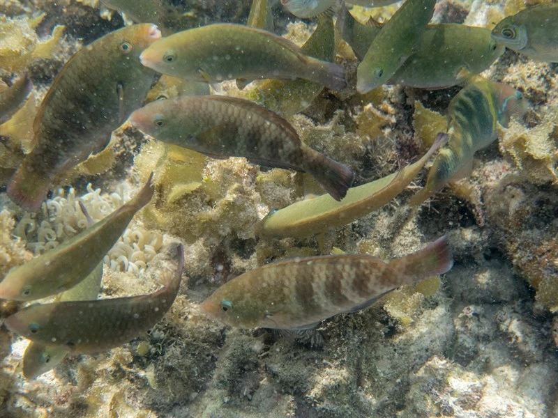 Bluemoon parrotfish, Bluemoon Parrotfish, Knothead Parrotfish, Chlorurus atrilunula