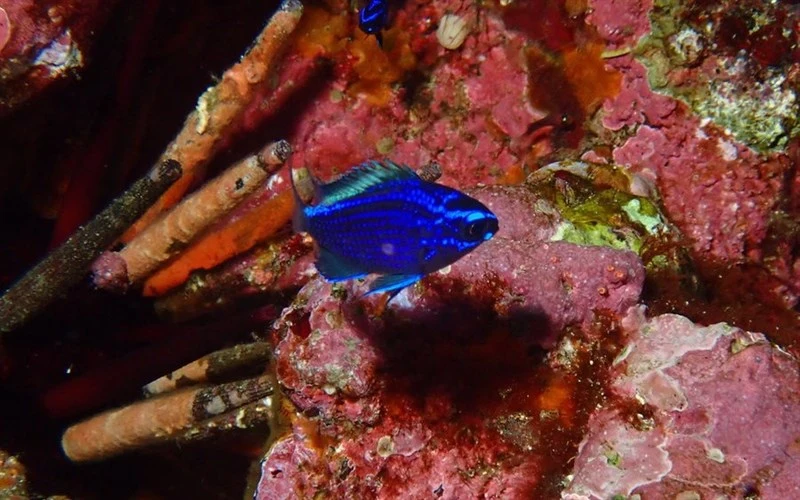 Oval damselfish, Oval Damselfish, Chromis alta