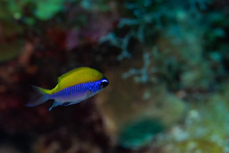 Sunshinefish, Chromis insolata