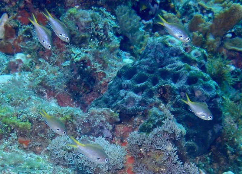 , Yellow-spotted Chromis, Yellow-tail Puller, Chromis kennensis