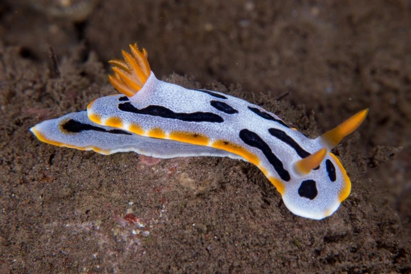 , Diana's Chromodoris, Chromodoris dianae