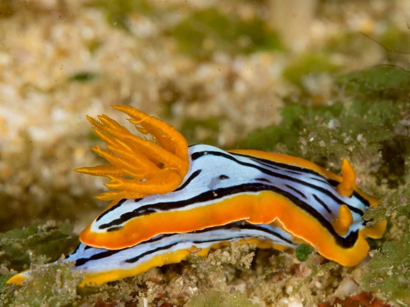 , Elisabeth's Chromodoris, Chromodoris elisabethina