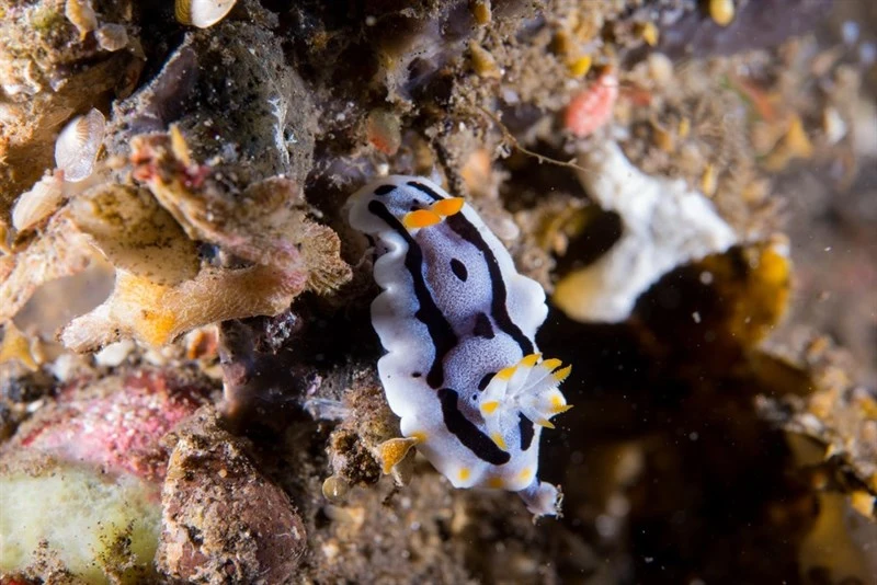 , Michaeli's Chromodoris, Chromodoris michaeli