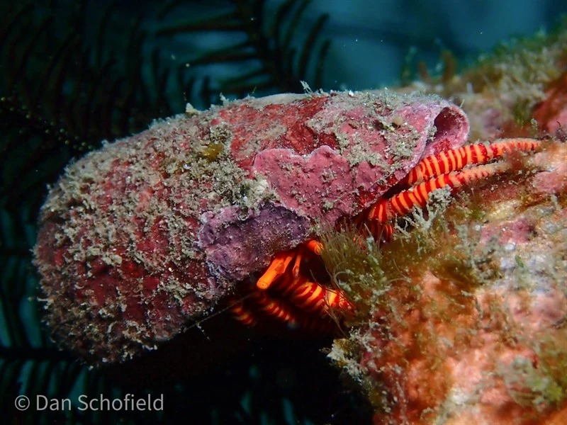 , Red-banded Hermit Crab, Red-striped Hermit Crab, Halloween Hermit Crab, Cone Shell Hermit Crab - Ciliopagurus strigatus, Ciliopagurus strigatus