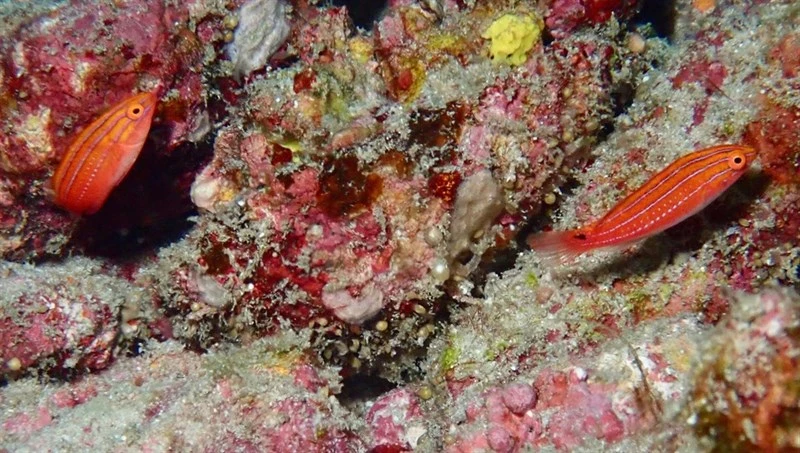 Joan's fairy-warsse, Filament Wrasse, Pulauweh Wrasse, Cirrhilabrus joanallenae