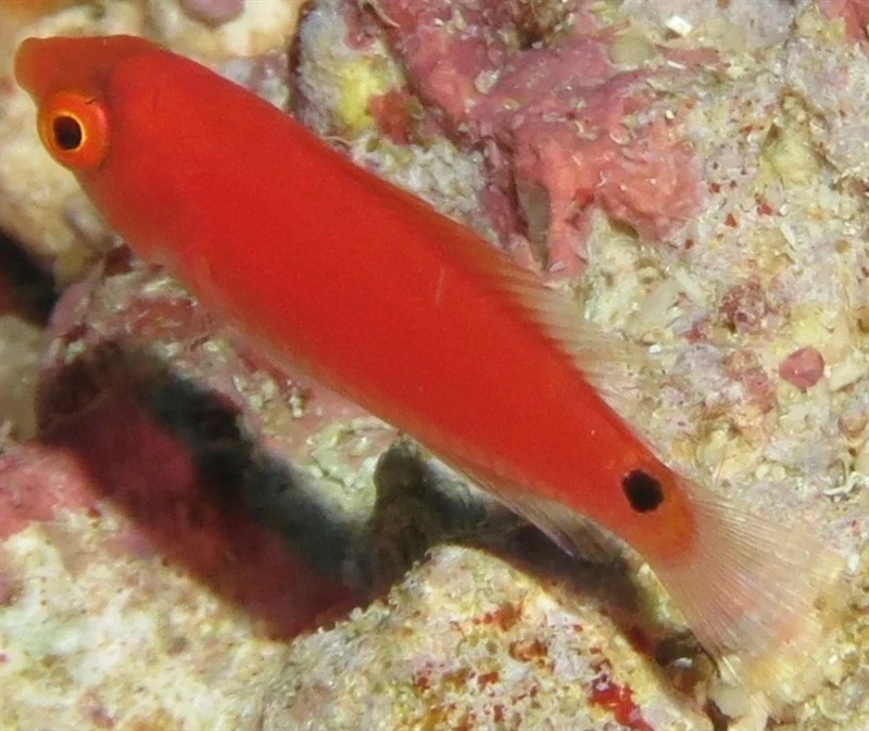 Marjorie's Wrasse, Cirrhilabrus marjorie