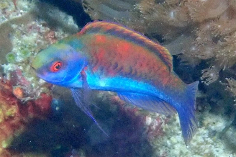 Red-eye wrasse, Painted Fairy Wrasse - Cirrhilabrus solorensis, Cirrhilabrus solorensis