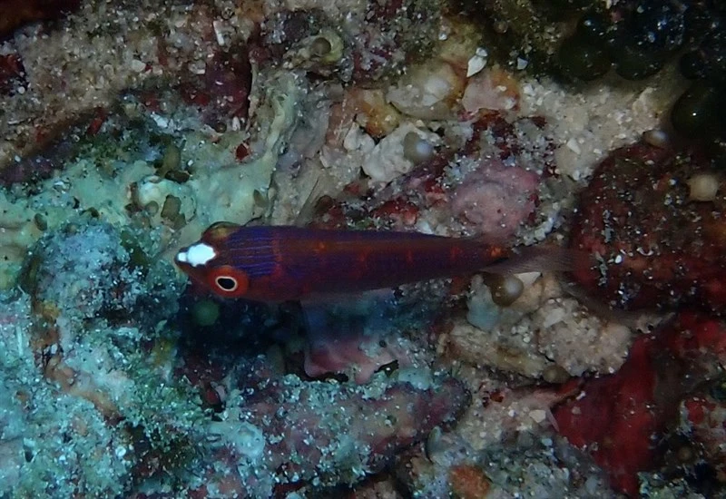 Tono's wrasse, Tonozuka's Fairy Wrasse, Cirrhilabrus tonozukai
