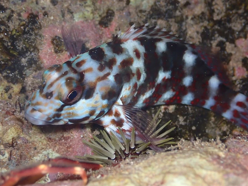Stocky hawkfish, Stocky Hawkfish, Cirrhitus pinnulatus