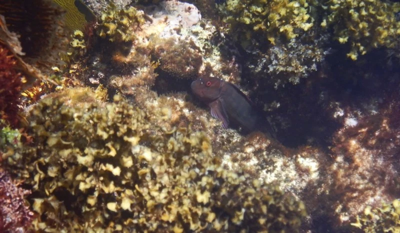 Hutchins' blenny, Hutchin's Blenny,, Black Blenny - Cirripectes hutchinsi, Cirripectes hutchinsi