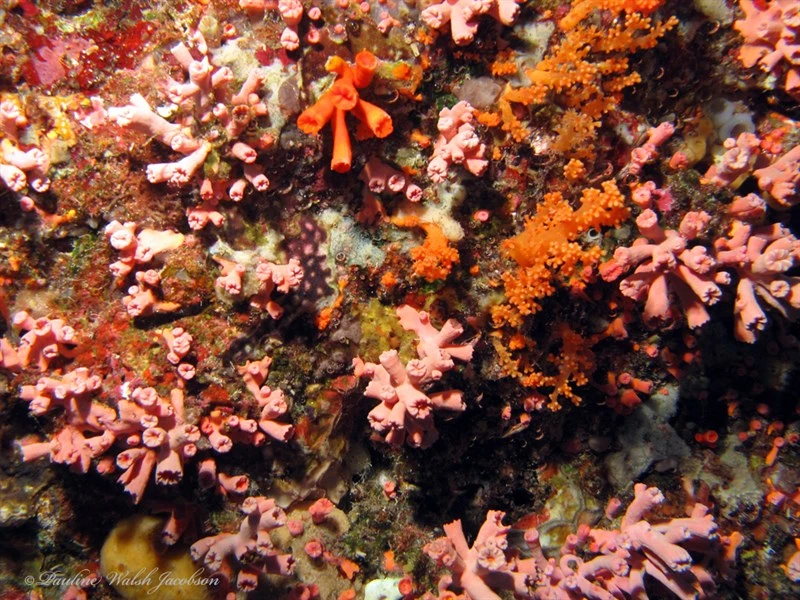 , Dendrophyllia Gracilis, Cladopsammia gracilis