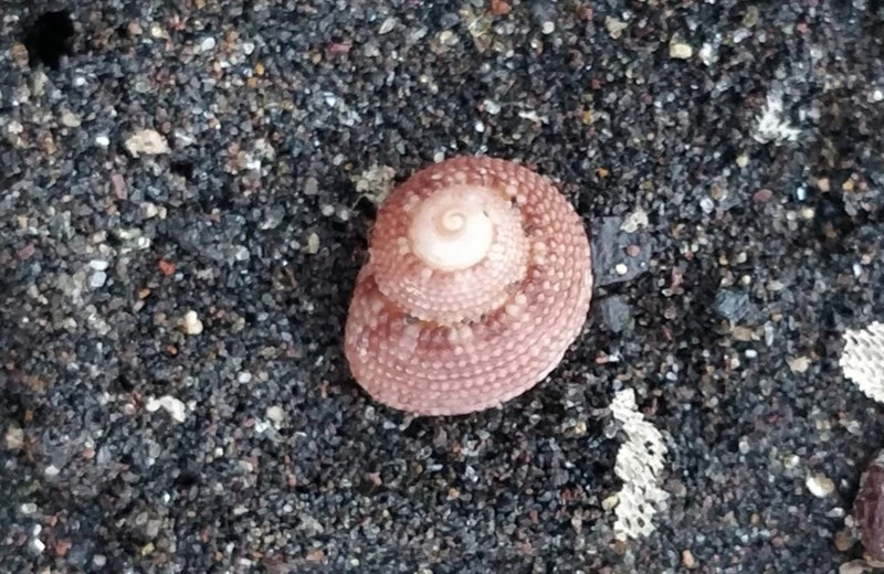 , Clanculus berthelotii, Clanculus berthelotii
