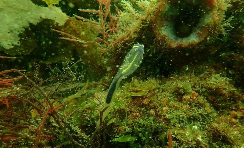 , Bulb Tunicate, Sea Squirt, Solitary Ascidian, Yellow-lined Ascidian - Clavelina meridionalis, Clavelina meridionalis