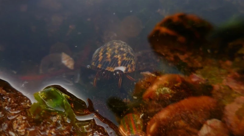 , Clibanarius rhabdodactylus, Clibanarius rhabdodactylus