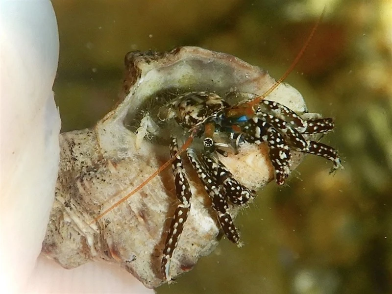 , Clibanarius snelliusi