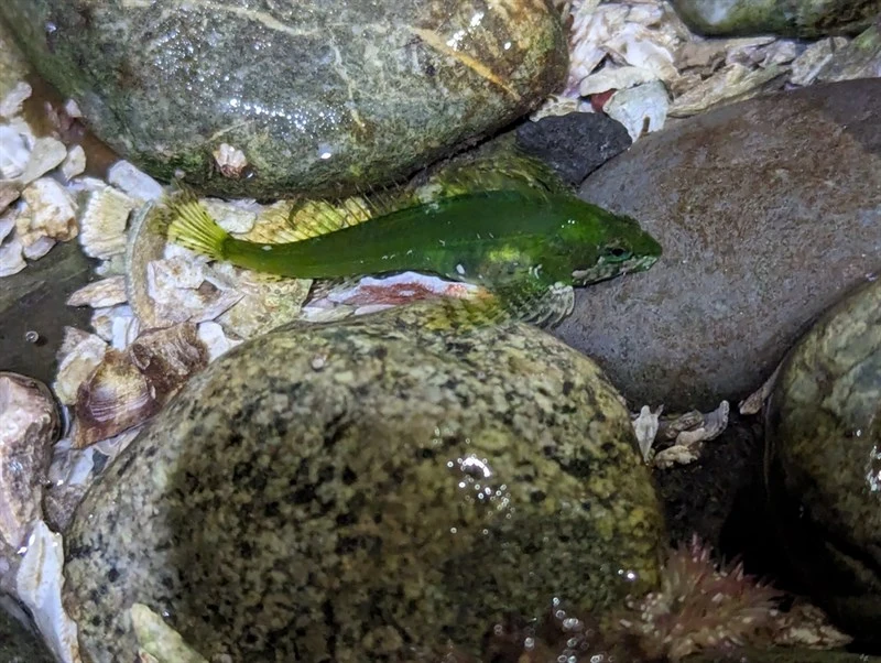 Sharpnose sculpin, Clinocottus acuticeps, Clinocottus acuticeps