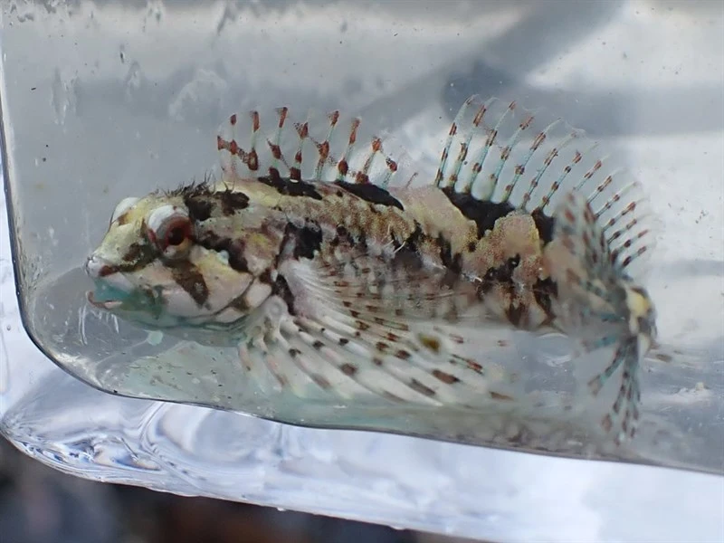 Calico sculpin, Clinocottus embryum, Clinocottus embryum