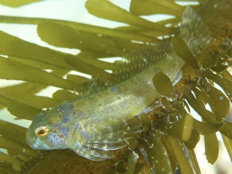 Bald sculpin, , Clinocottus recalvus