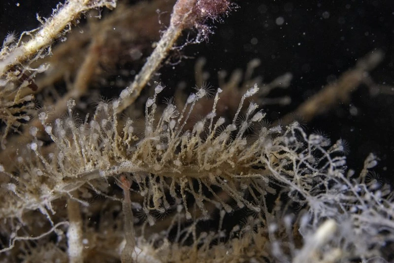 , Hydroids, Clytia hemisphaerica
