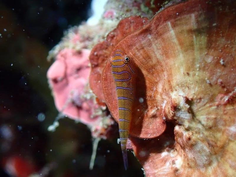 Western cleaner-clingfish, Western Cleaner Clingfish - Cochleoceps bicolor, Cochleoceps bicolor