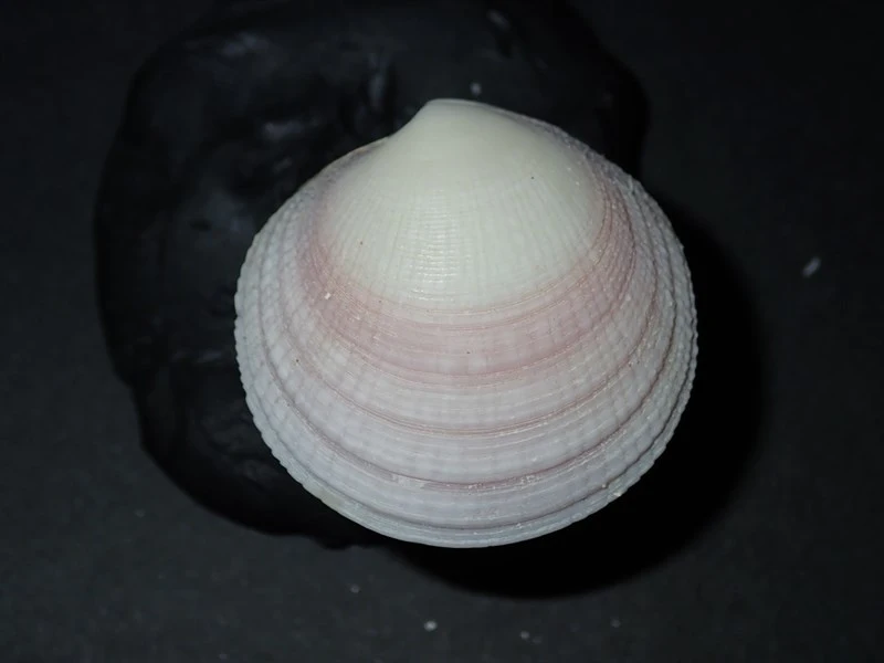 , Codakia paytenorum, Codakia paytenorum