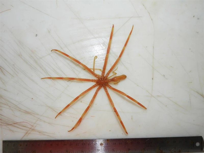 , Colossendeis proboscidea, Colossendeis proboscidea