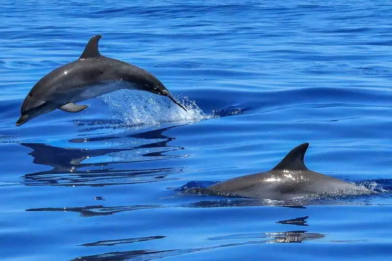 Common-Bottlenose-Dolphin-species-canaries-Tursiops-truncatus-Canary-Islands-Whale-watching-Tenerife-Gran-Canaria-Fuerteventura-Lanzarote-Whales-La-Palma-Gomera-El-Hierr