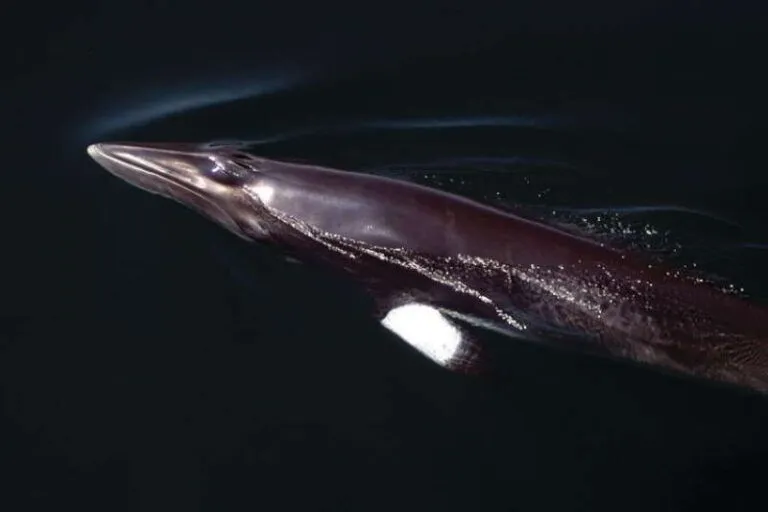 Common-Northern-Minkwhale-Balaenoptera-acutorostrata-Cetaceans-Canary-Islands-Canaries-Tenerife-Whale-watching-species-Gran-Canaria-Lanzarote-La-Palma-Fuerteventura-Gomera-El-Hierro