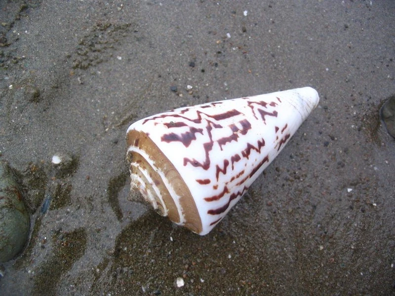 , Conasprella emarginata, Conasprella emarginata