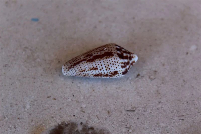 , Conasprella mahogani, Conasprella mahogani